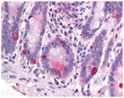 WNT1 Rabbit anti-Bovine, Horse, Human, Mouse, Pig, Rabbit, Rat, Polyclonal Antibody, Abnova 50 &mu;g | Buy Online | Abnova Corporation | Fisher Scientific