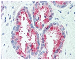 TSPAN13 Rabbit anti-Horse, Human, Monkey, Mouse, Rat, Polyclonal Antibody, Abnova 50 &mu;g | Buy Online | Abnova Corporation | Fisher Scientific