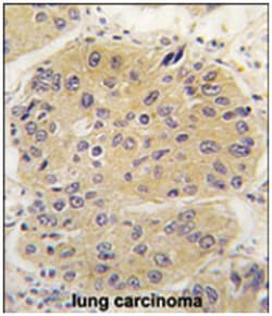 EIF4A1, Rabbit, Polyclonal Antibody, Abnova 400 &mu;L | Buy Online | Abnova Corporation | Fisher Scientific
