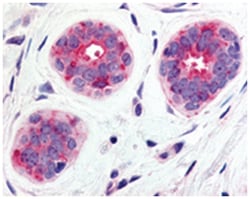 WNT6 Rabbit anti-Bovine, Dog, Hamster, Horse, Human, Mouse, Rabbit, Rat,