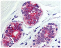 WNT6 Rabbit anti-Bats, Bovine, Dog, Horse, Human, Rabbit, Polyclonal Antibody, Abnova 50 &mu;g | Buy Online | Abnova Corporation | Fisher Scientific