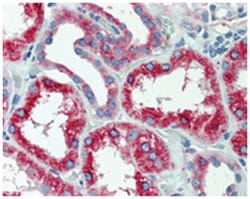 SLC11A2 Rabbit anti-Human, Monkey, Polyclonal Antibody, Abnova 50 &mu;g | Buy Online | Abnova Corporation | Fisher Scientific