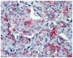 SLC11A2 Rabbit anti-Human, Monkey, Polyclonal Antibody, Abnova 50 &mu;g | Buy Online | Abnova Corporation | Fisher Scientific