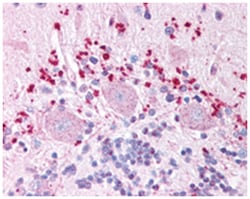 WNT7A Rabbit anti-Bats, Bovine, Dog, Hamster, Horse, Human, Monkey, Mouse,