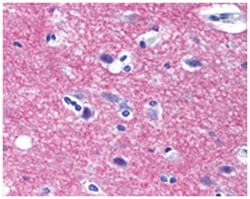 STX1A Rabbit anti-Hamster, Human, Monkey, Mouse, Pig, Rat, Polyclonal Antibody, Abnova 50 &mu;g | Buy Online | Abnova Corporation | Fisher Scientific