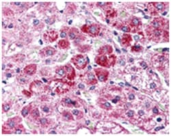 WNT9A Rabbit anti-Human, Polyclonal Antibody, Abnova 50 &mu;g | Buy Online | Abnova Corporation | Fisher Scientific