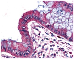 WNT9A Rabbit anti-Human, Polyclonal Antibody, Abnova 50 &mu;g | Buy Online | Abnova Corporation | Fisher Scientific