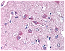WNT9A Rabbit anti-Human, Monkey, Polyclonal Antibody, Abnova 50 &mu;g | Buy Online | Abnova Corporation | Fisher Scientific