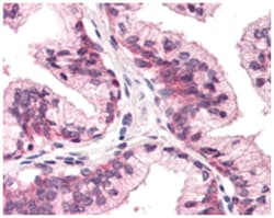 ATP1B3, Rabbit, Polyclonal Antibody, Abnova 50 &mu;g | Buy Online | Abnova Corporation | Fisher Scientific