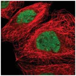 ZNF350 Rabbit anti-Human, Polyclonal Antibody, Abnova 100&mu;L; Unlabeled:Antibodies,