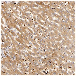 AGT Rabbit anti-Human, Polyclonal Antibody, Abnova 100&mu;L; Unlabeled:Antibodies,