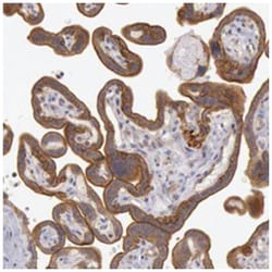 AMOTL1, Rabbit, Polyclonal Antibody, Abnova 100 &mu;L | Buy Online | Abnova Corporation | Fisher Scientific