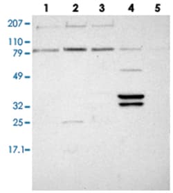 PLEK2, Rabbit, Polyclonal Antibody, Abnova 100&mu;L; Unlabeled:Antibodies,