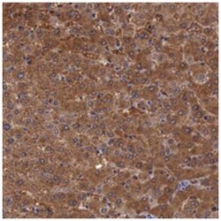 PLEK2, Rabbit, Polyclonal Antibody, Abnova 100&mu;L; Unlabeled:Antibodies,