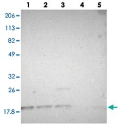 SUB1, Rabbit, Polyclonal Antibody, Abnova 100&mu;L; Unlabeled:Antibodies,