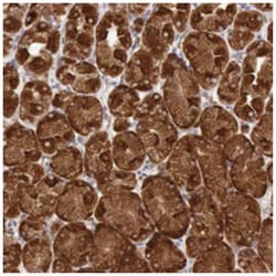 TXNDC4 Rabbit anti-Human, Polyclonal Antibody, Abnova 100&mu;L; Unlabeled:Antibodies,