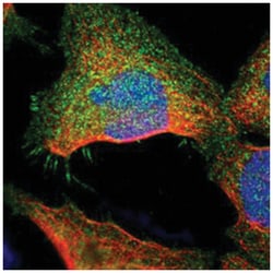 STX4, Rabbit, Polyclonal Antibody, Abnova 100 &mu;L | Buy Online | Abnova Corporation | Fisher Scientific