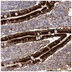 APOA4 Rabbit anti-Human, Polyclonal Antibody, Abnova 100 &mu;L | Buy Online | Abnova Corporation | Fisher Scientific