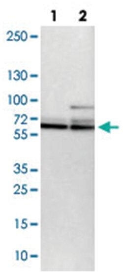 PCTK1 Rabbit anti-Human, Mouse, Rat, Polyclonal Antibody, Abnova 100&mu;L;