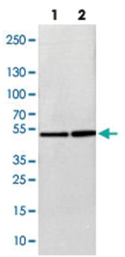 FLOT1, Rabbit, Polyclonal Antibody, Abnova 100 &mu;L | Buy Online | Abnova Corporation | Fisher Scientific