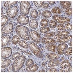 FLOT1, Rabbit, Polyclonal Antibody, Abnova 100 &mu;L | Buy Online | Abnova Corporation | Fisher Scientific