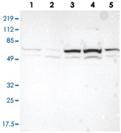 TXNRD1 Rabbit anti-Human, Polyclonal Antibody, Abnova 100&mu;L; Unlabeled:Antibodies,