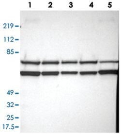 FLOT2, Rabbit, Polyclonal Antibody, Abnova 100&mu;L; Unlabeled:Antibodies,