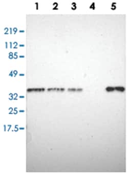 STX7, Rabbit, Polyclonal Antibody, Abnova 100 &mu;L | Buy Online | Abnova Corporation | Fisher Scientific