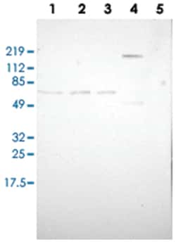 ZBTB16 Rabbit anti-Human, Polyclonal Antibody, Abnova 100&mu;L; Unlabeled:Antibodies,