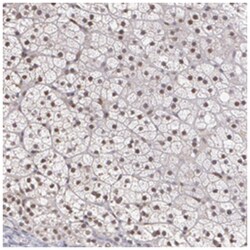 ZBTB16 Rabbit anti-Human, Polyclonal Antibody, Abnova 100&mu;L; Unlabeled:Antibodies,