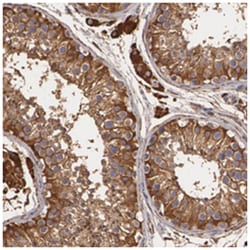 CYB5R3 Rabbit anti-Human, Polyclonal Antibody, Abnova 100&mu;L; Unlabeled:Antibodies,