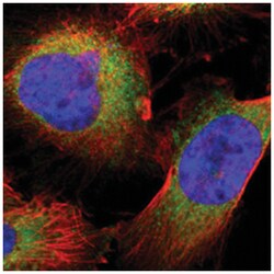 CYB5R3 Rabbit anti-Human, Polyclonal Antibody, Abnova 100&mu;L; Unlabeled:Antibodies,