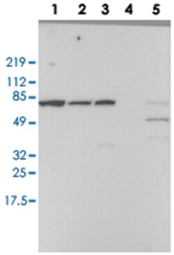 RBM39 Rabbit anti-Human, Polyclonal Antibody, Abnova 100&mu;L; Unlabeled:Antibodies,
