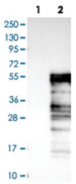 ELK3 Rabbit anti-Human, Polyclonal Antibody, Abnova 100 &mu;L | Buy Online | Abnova Corporation | Fisher Scientific