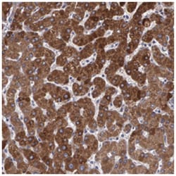 PON1, Rabbit, Polyclonal Antibody, Abnova 100 &mu;L | Buy Online | Abnova Corporation | Fisher Scientific