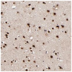 RBM22, Rabbit, Polyclonal Antibody, Abnova 100&mu;L; Unlabeled:Antibodies,