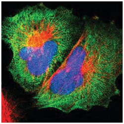 MYH9 Rabbit anti-Human, Polyclonal Antibody, Abnova 100 &mu;L | Buy Online | Abnova Corporation | Fisher Scientific