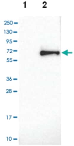 KNG1 Rabbit anti-Human, Polyclonal Antibody, Abnova 100 &mu;L | Buy Online | Abnova Corporation | Fisher Scientific