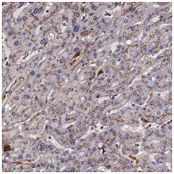 APOH, Rabbit, Polyclonal Antibody, Abnova 100&mu;L; Unlabeled:Antibodies,