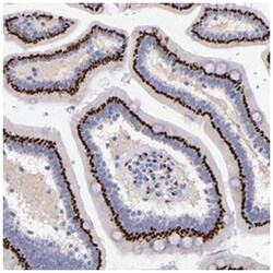 GOLIM4 Rabbit anti-Human, Polyclonal Antibody, Abnova 100&mu;L; Unlabeled:Antibodies,