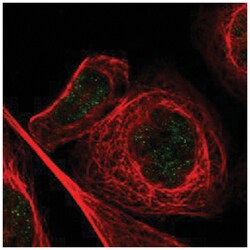 MZF1, Rabbit, Polyclonal Antibody, Abnova 100 &mu;L | Buy Online | Abnova Corporation | Fisher Scientific