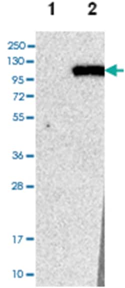 MZF1, Rabbit, Polyclonal Antibody, Abnova 100 &mu;L | Buy Online | Abnova Corporation | Fisher Scientific