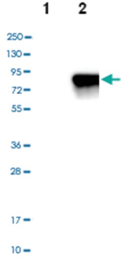 SOX9 Rabbit anti-Human, Mouse, Rat, Polyclonal Antibody, Abnova 100 &mu;L | Buy Online | Abnova Corporation | Fisher Scientific