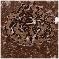 SEMA3G, Rabbit, Polyclonal Antibody, Abnova 100&mu;L; Unlabeled:Antibodies,