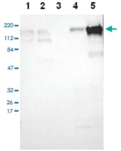 TJP2, Rabbit, Polyclonal Antibody, Abnova 100&mu;L; Unlabeled:Antibodies,