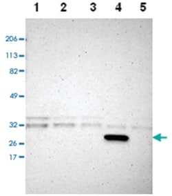 CREM, Rabbit, Polyclonal Antibody, Abnova 100&mu;L; Unlabeled:Antibodies,
