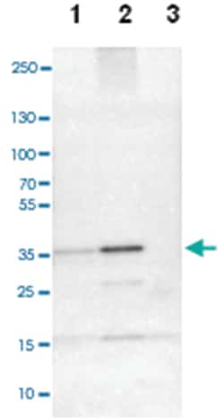 CREM, Rabbit, Polyclonal Antibody, Abnova 100&mu;L; Unlabeled:Antibodies,