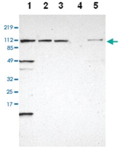 INTS6 Rabbit anti-Human, Polyclonal Antibody, Abnova 100&mu;L; Unlabeled:Antibodies,