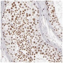 INTS6 Rabbit anti-Human, Polyclonal Antibody, Abnova 100&mu;L; Unlabeled:Antibodies,