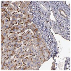 TRAF1 Rabbit anti-Human, Polyclonal Antibody, Abnova 100&mu;L; Unlabeled:Antibodies,